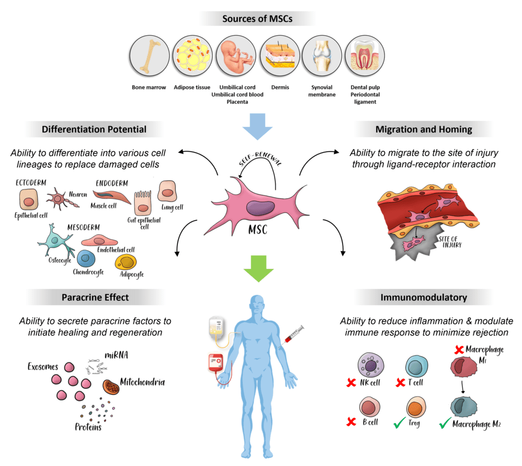 Mesenchymal Stem Cells (MSCs) - Panthera Labs