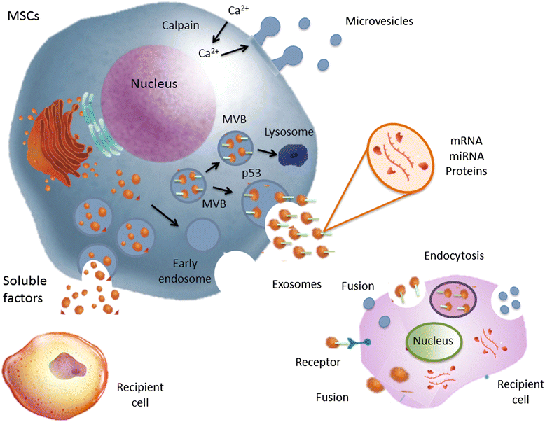 EXTRACELLULAR VESICLES